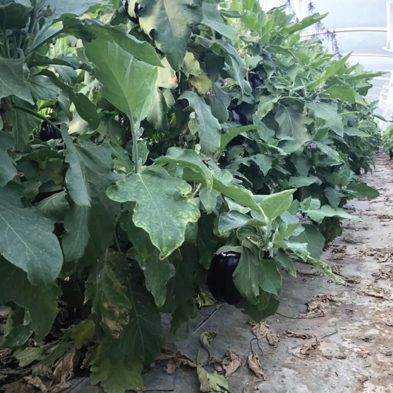 חציל בלאדי | משק דורי