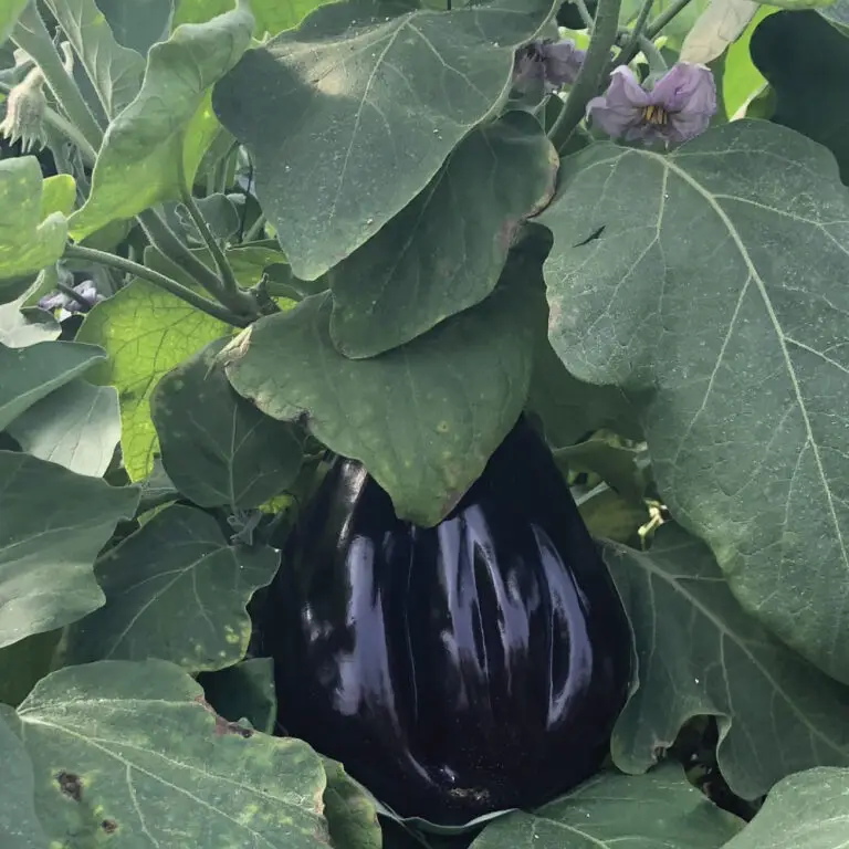 חציל בלאדי | משק דורי