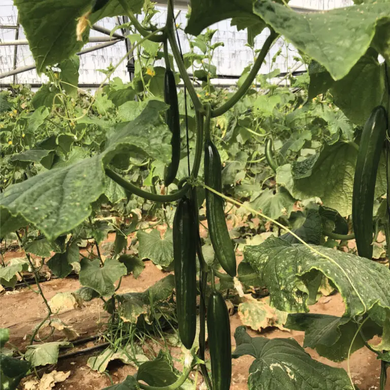 מלפפון ארומטו | משק דורי