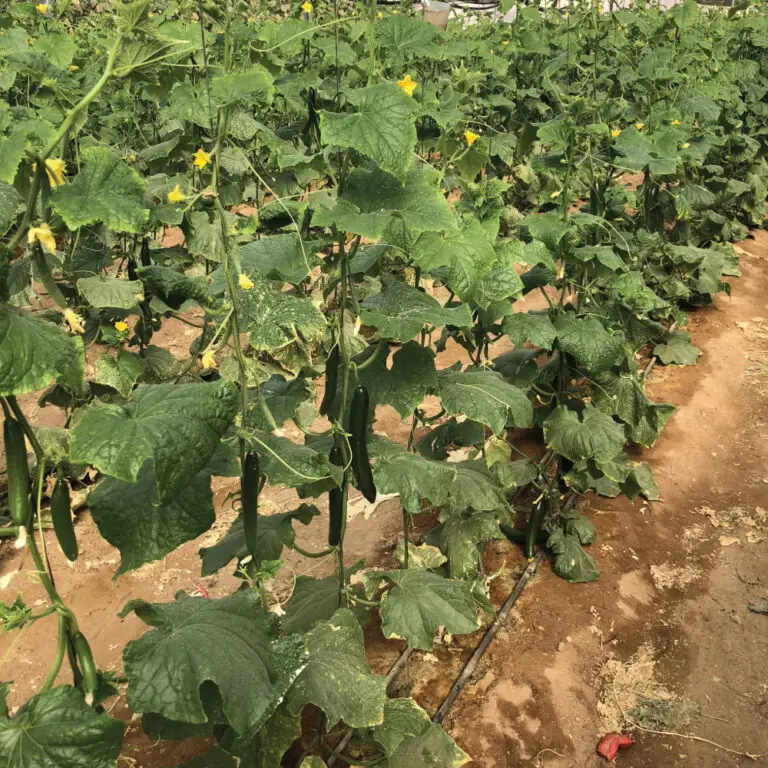 מלפפון ארומטו | משק דורי