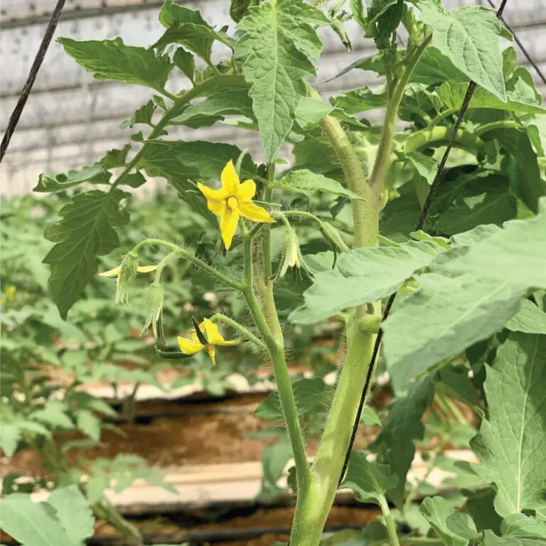עגבניות אשכולות | משק דורי תוצרת חקלאית