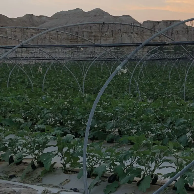 חציל קלאסי | משק דורי