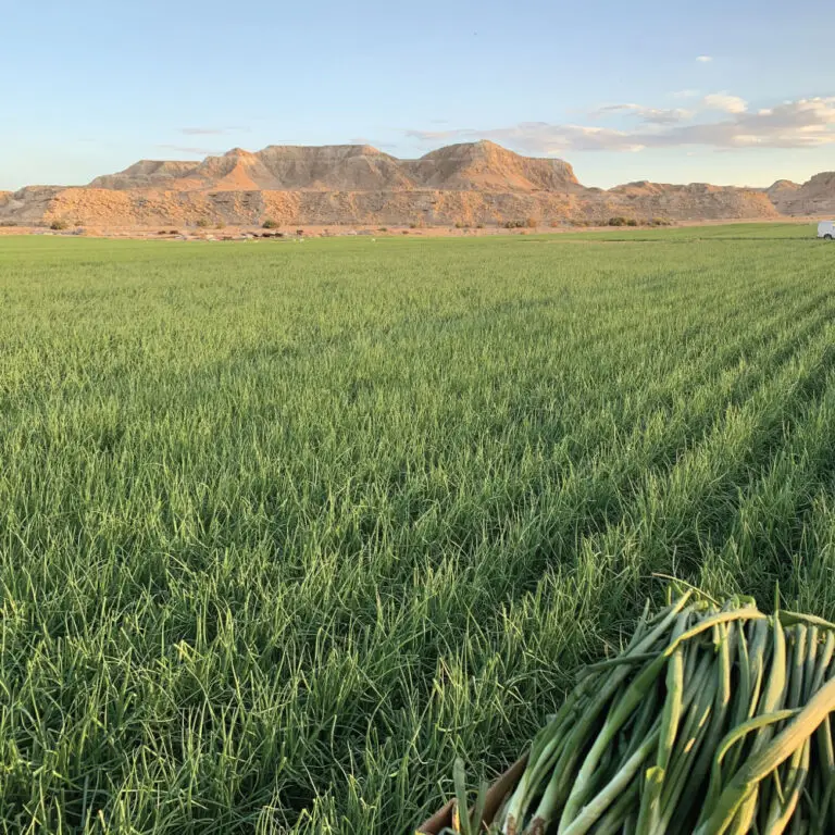 בצל ירוק | משק דורי
