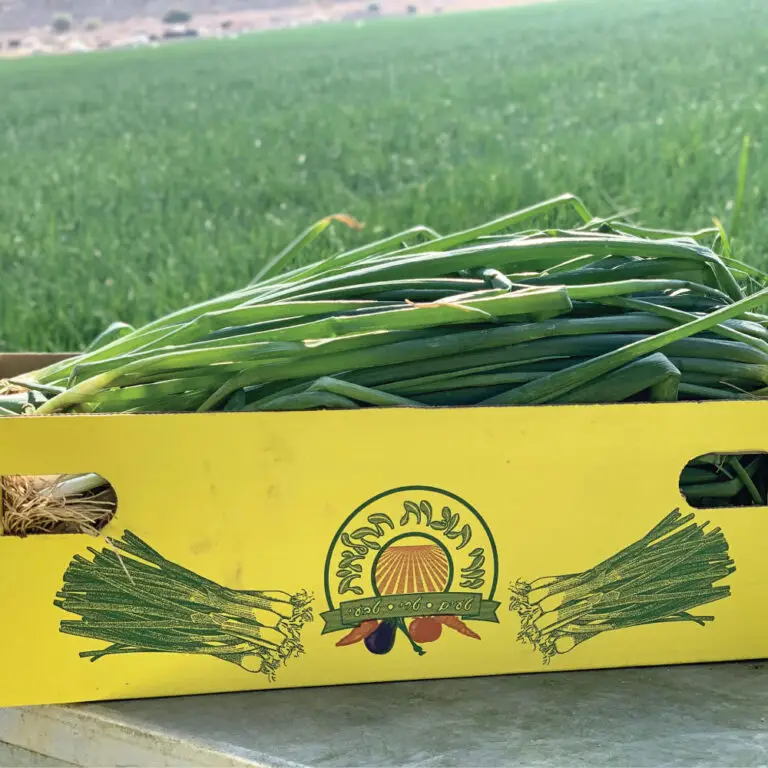 בצל ירוק | משק דורי