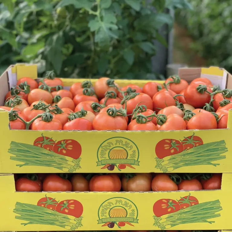 עגבניות אשכולות | משק דורי תוצרת חקלאית