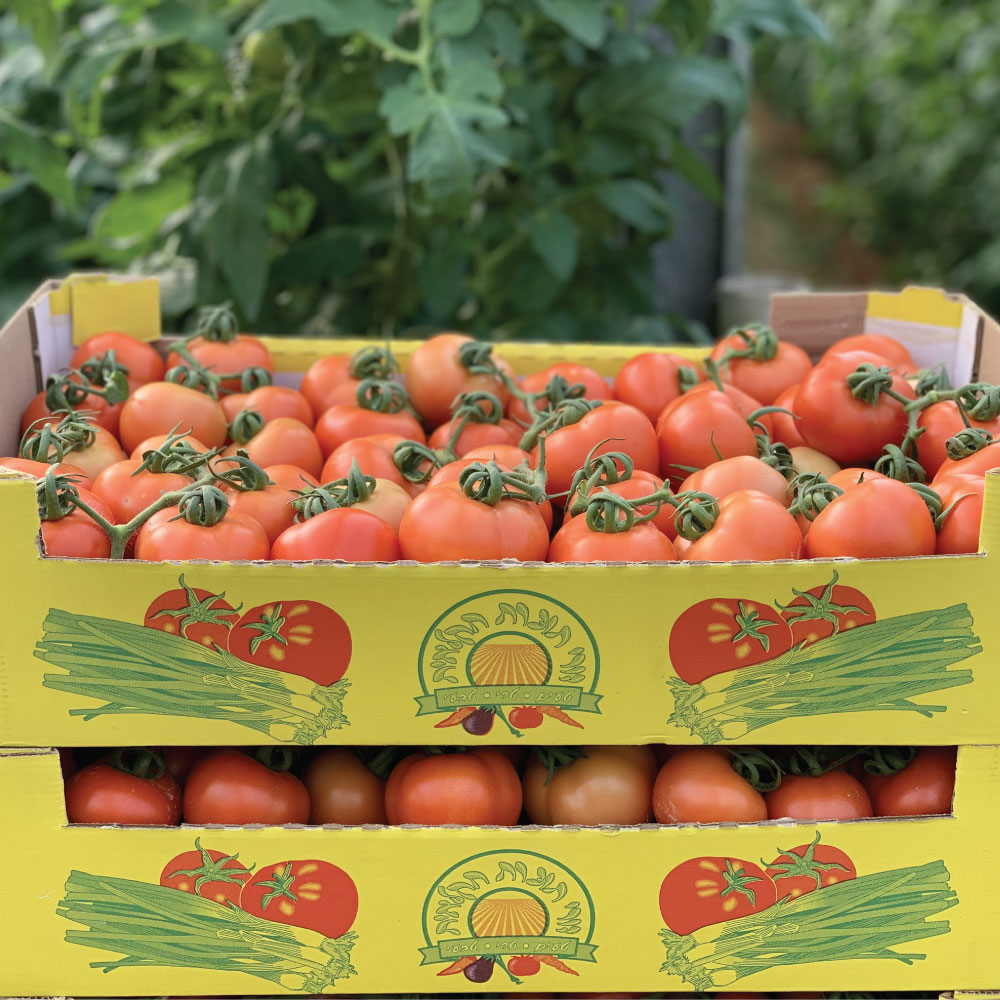 עגבניות אשכולות | משק דורי