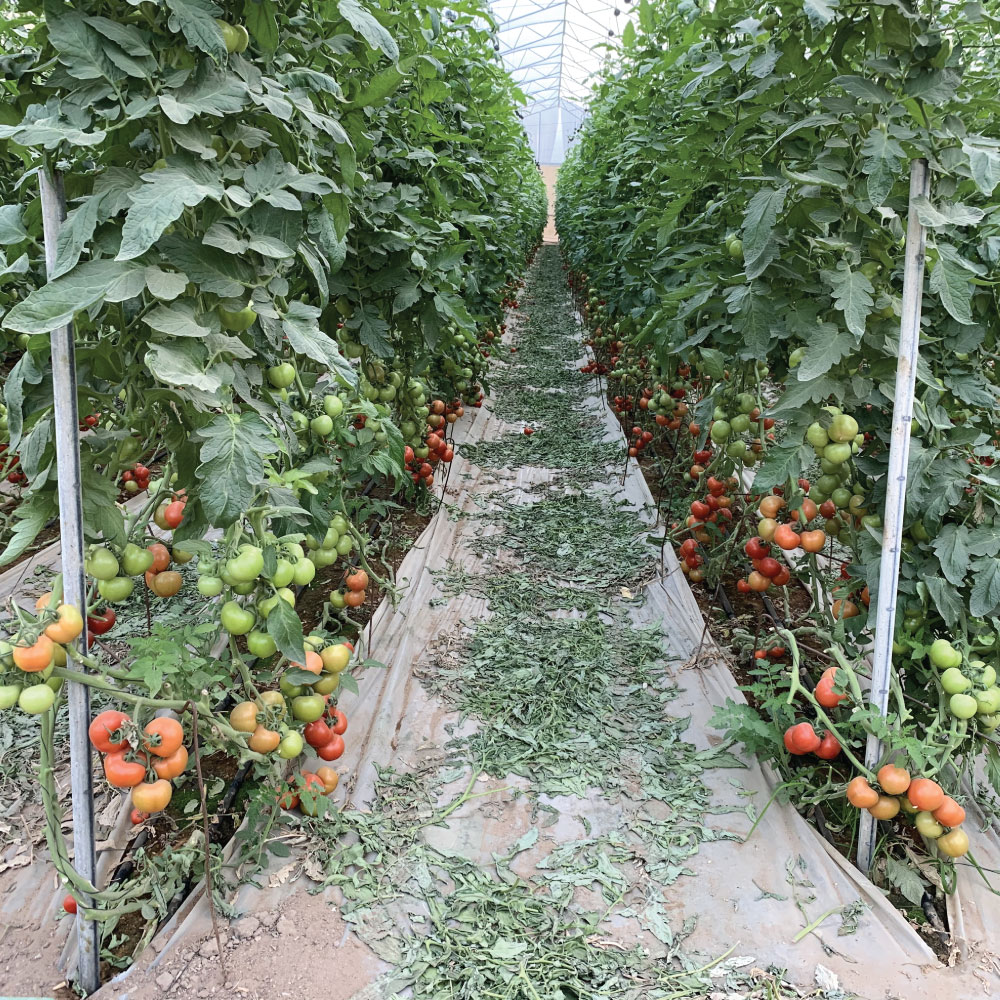 עגבניות אשכולות | משק דורי