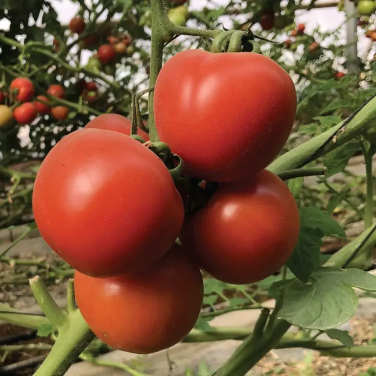עגבניות אשכולות | משק דורי תוצרת חקלאית
