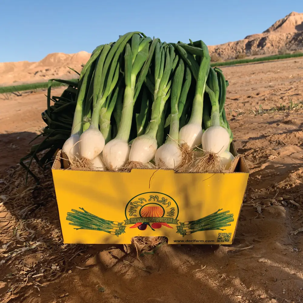 בצל ספרדי | משק דורי