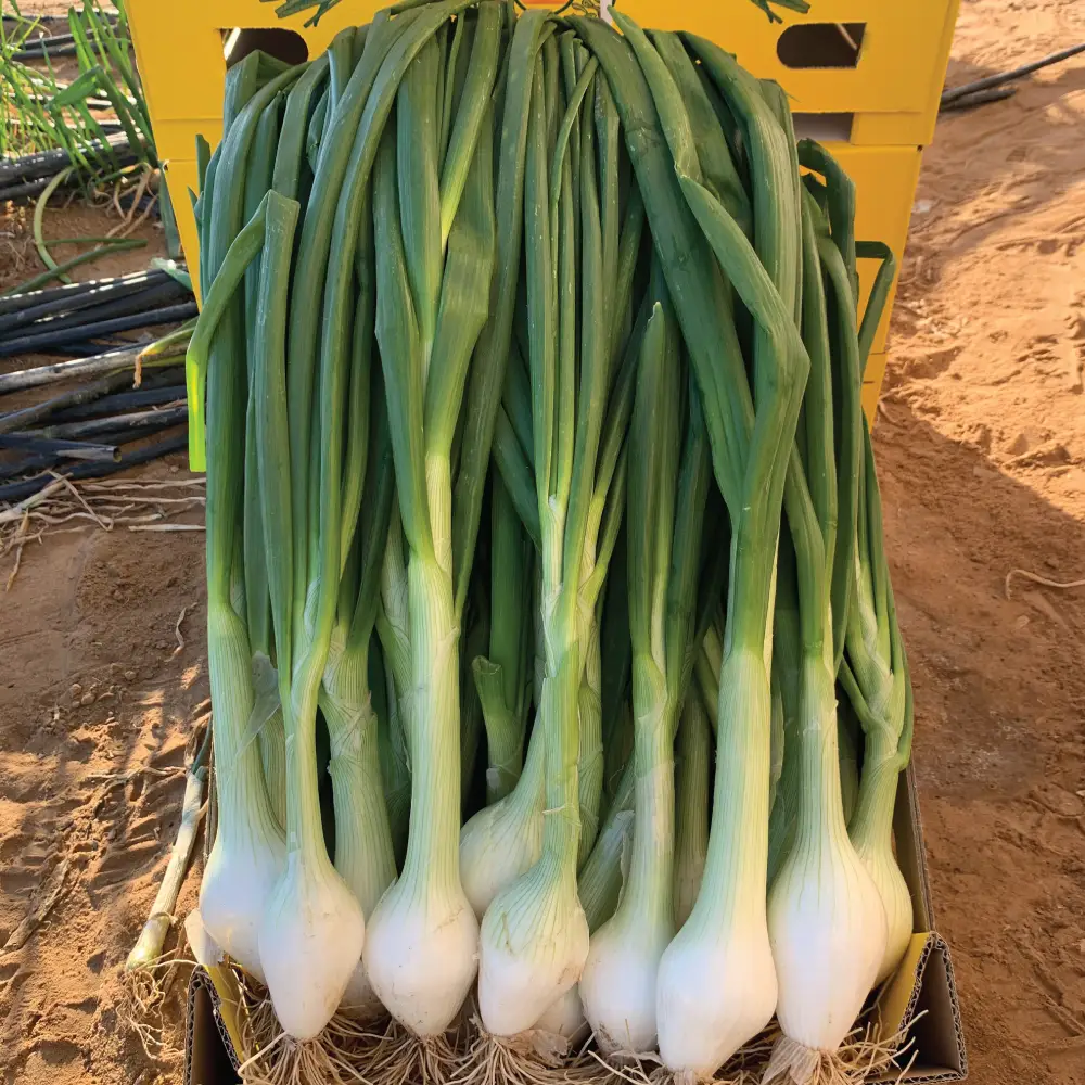 בצל ספרדי (סבוליטו) | משק דורי