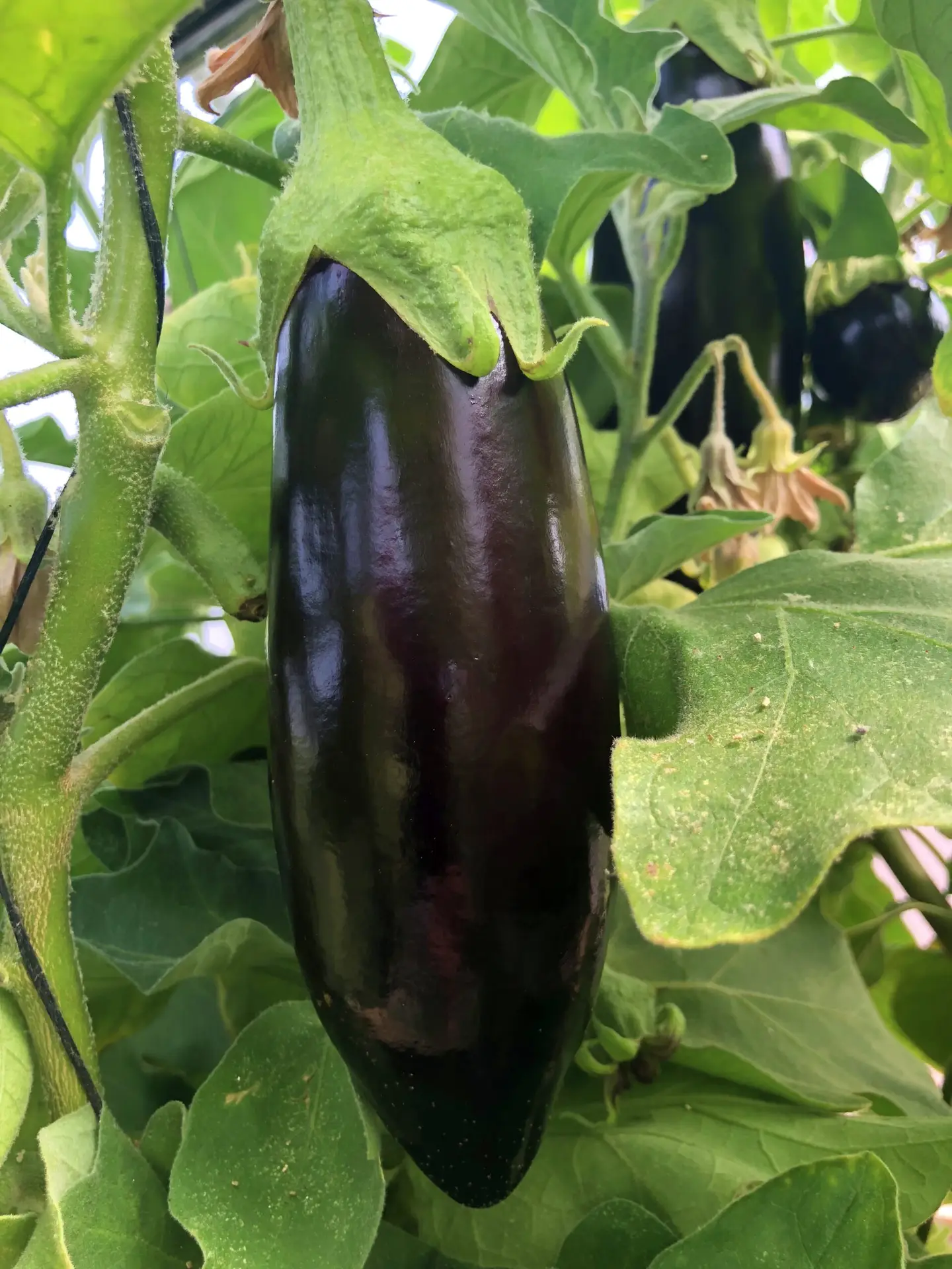 חצילי דורי | משק דורי