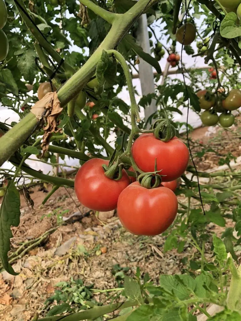 עגבניות אשכולות | משק דורי תוצרת חקלאית