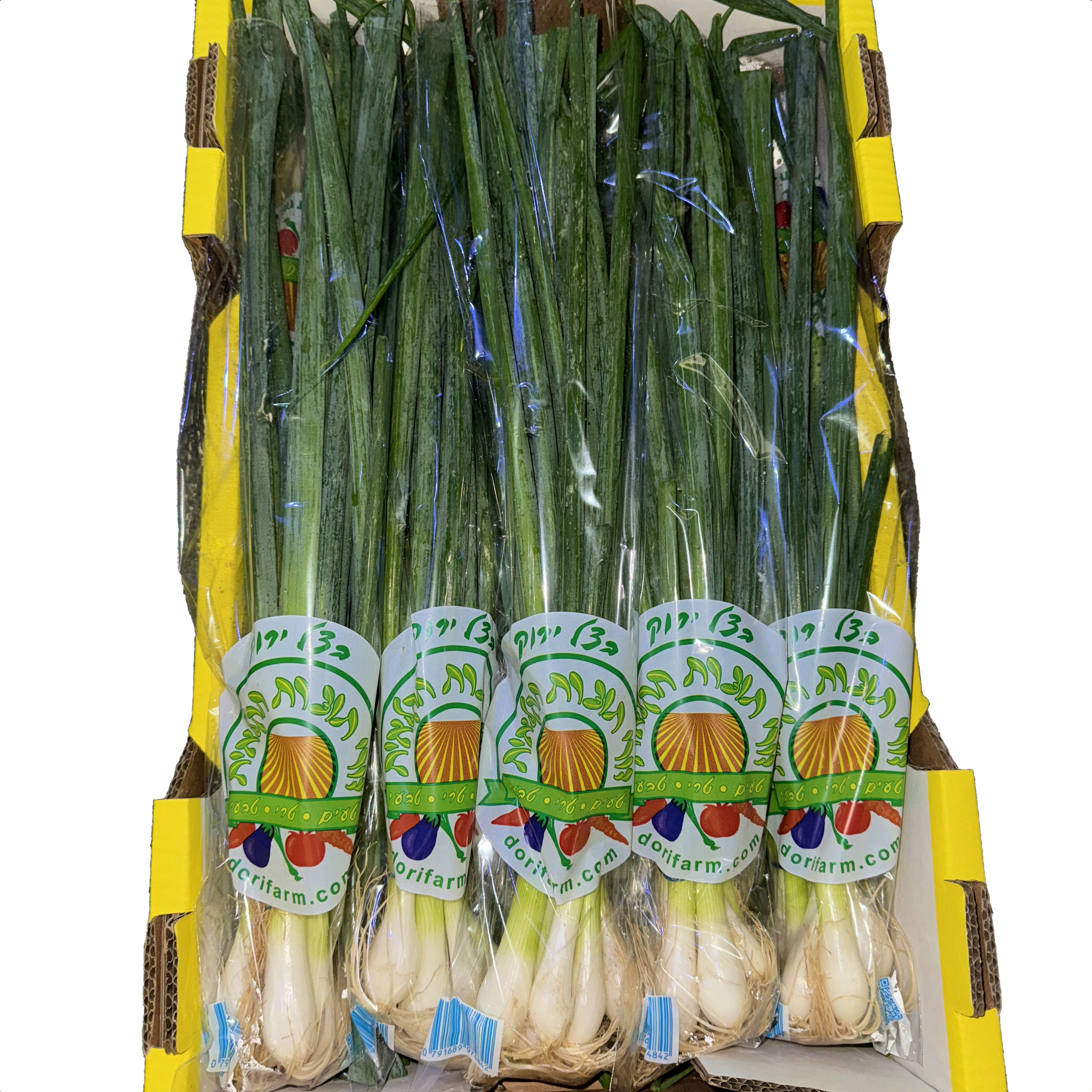 בצל ירוק קרטון - משק דורי תוצרת חקלאית