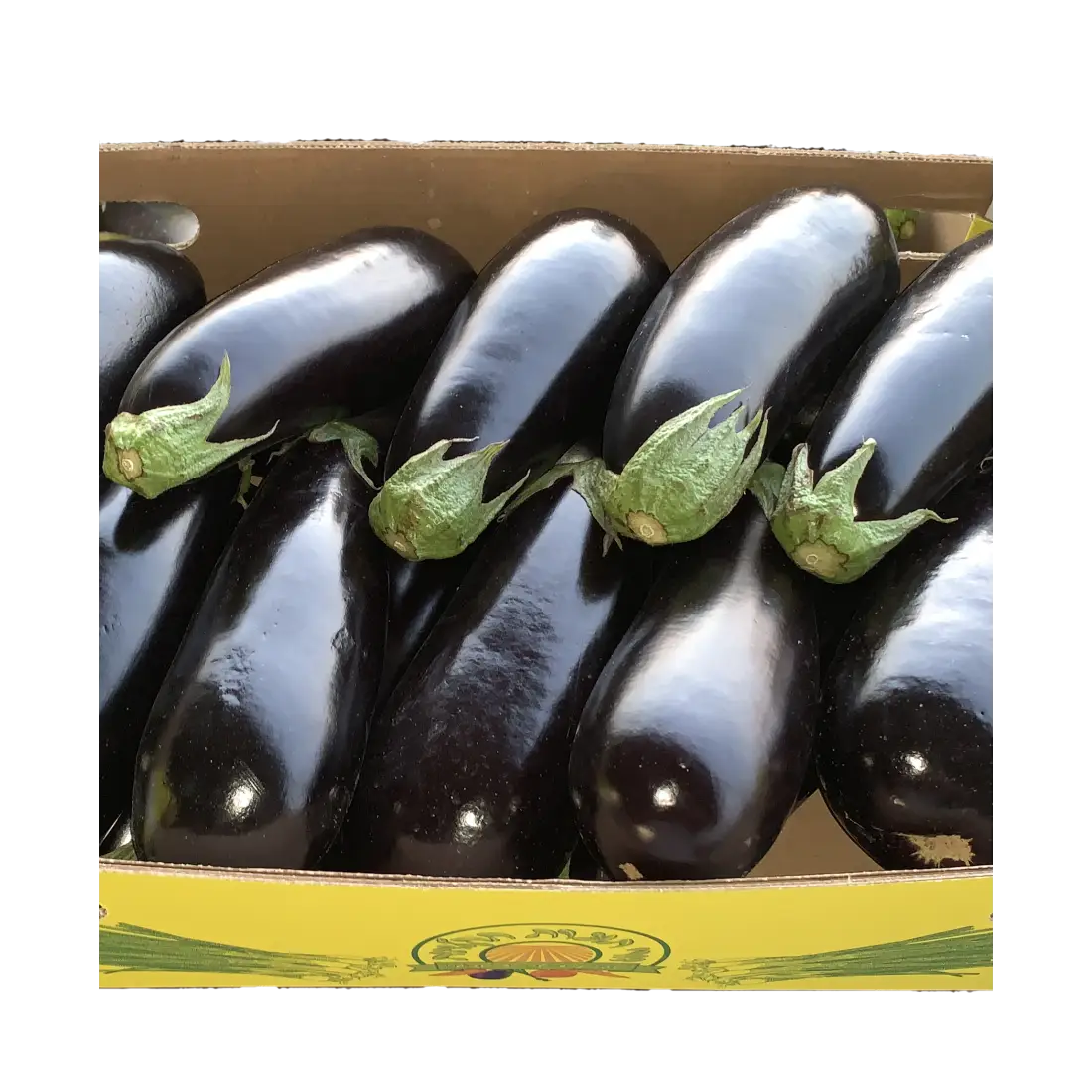 חצילי דורי - משק דורי תוצרת חקלאית