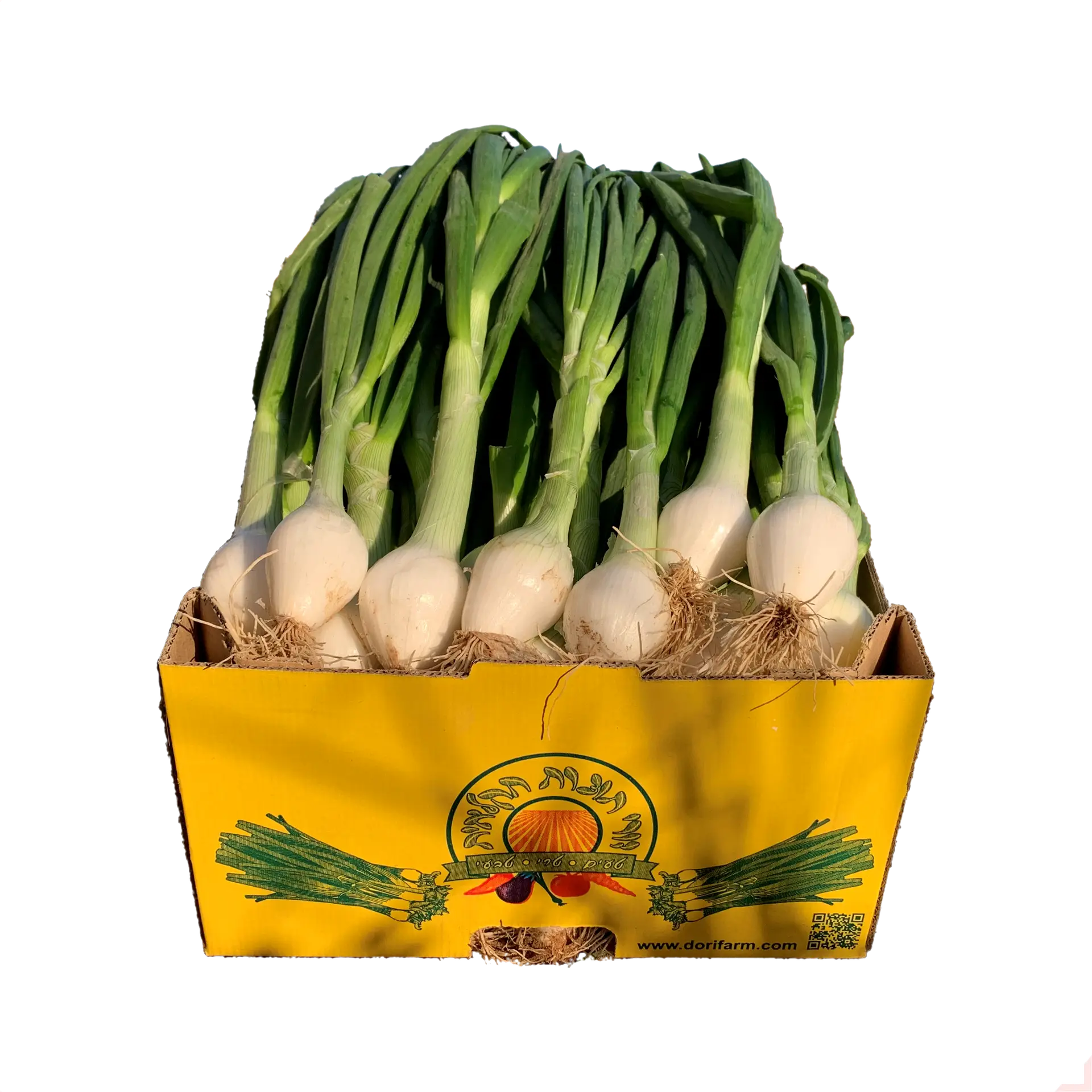 בצל ירוק - בצל ישראלי - בצל ספרדי